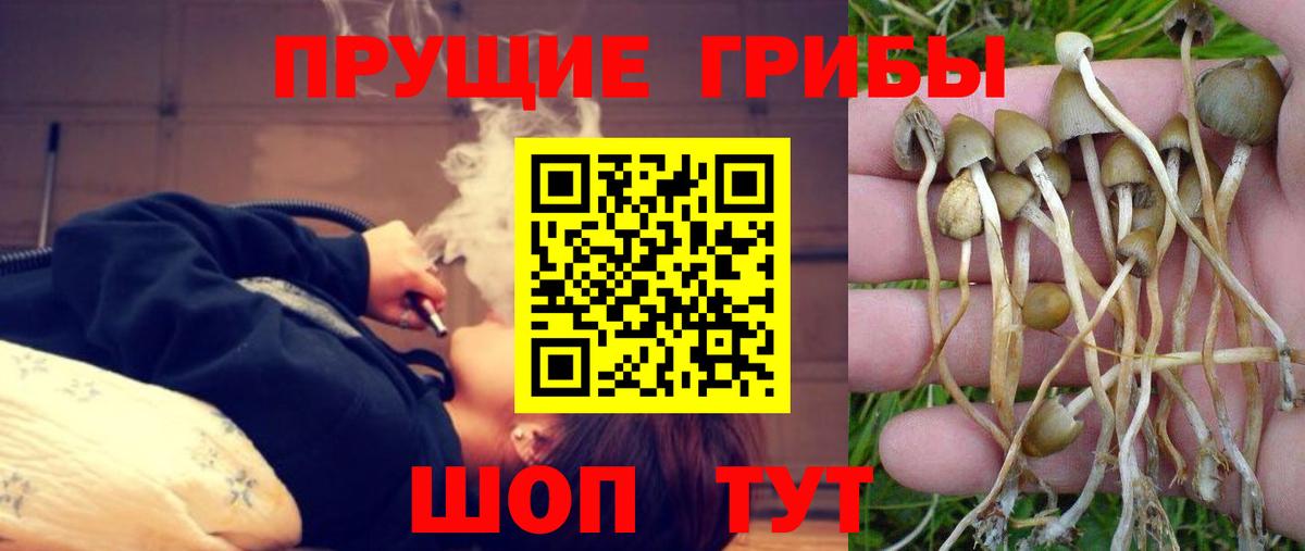 Галлюциногенные грибы прущие грибы  Вход с VPN  цена   Псилоцибиновые грибы прущие грибы  Ливны 